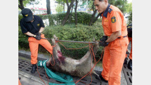 119 소방대원, 4월부터 ‘유기동물 구조·문 따기’ 출동 안한다