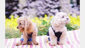 벚꽃놀이 ‘반려동물과 떠나요’…펫츠고트래블 강릉나들이 선봬