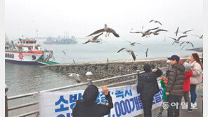 새우깡 먹는 월미도 갈매기