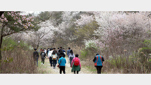 “봄 봄 봄… 꽃피는 4월엔 충남으로 여행 오세요”