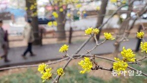 노란 산수유꽃 활짝