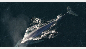 바다에서 가장 큰 고래, 원래는 몸집이 작았다?