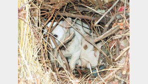 아산소방서 소방관, 목줄 풀린 개 때문에 참변…동물포획 출동 年12만5000여건