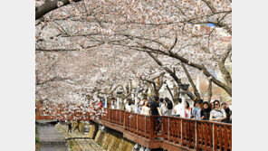 진해군항제 1일 개막