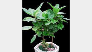 실내는 산호수-벵골고무나무, 밖에선 소나무가 ‘미세먼지 헌터’