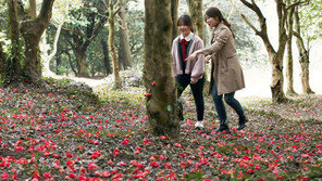 그림 같은 백련사 동백림 숲길