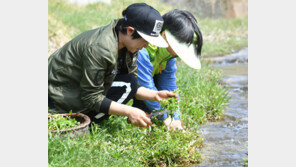 야생 미나리 캐는 사람들