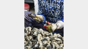 여수서 비브리오패혈증균 검출… 어패류 먹을 때 조심해야