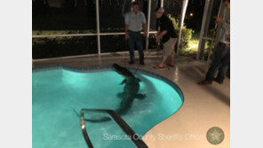 “소리 나서 봤더니…”, 美 주택 수영장에서 발견된 3미터 악어
