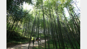 1만원으로 봄 기차여행…‘만원의 행복’ 참가 접수