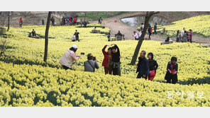 ‘노란 봄세상’ 수선화 만개