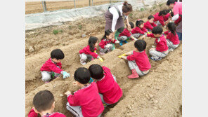 “씨감자 심기 재미있어요”