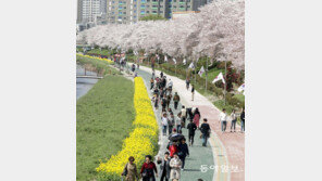 유채꽃과 벚꽃 사이로 봄산책