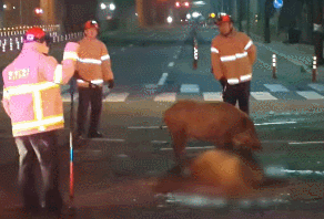 [영상]‘멧돼지 출몰’ 신고에 출동한 119,  뜻밖의 상황에 ‘애잔’