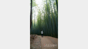 [김재범의 투얼로지] 오륙도 봄향기 맡고, 아홉산숲 비경에 쉬다 가다