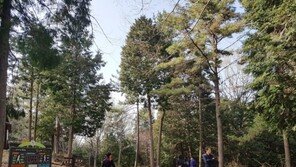 [현장속으로]“50년前 갈모봉 편백숲 조성 때 약속한 품값 주세요”