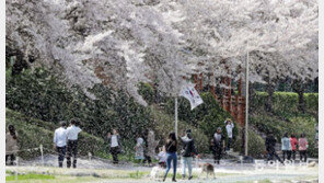 [퇴근길 한컷] 봄, 바람 그리고 벚꽃 