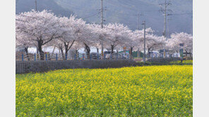 “가족과 연인과… 주말엔 꽃축제 보러 떠나볼까∼”