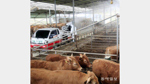 구제역 예방 긴급방역