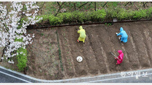 “반갑다, 봄비야”, 텃밭 가꾸는 주민들