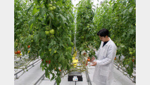 IT로 토마토-인삼 재배… ‘스마트팜’선 365일 봄이에요