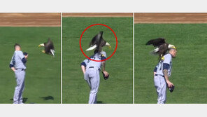 [영상]MLB 선수 어깨에 내려 앉은 독수리, 별명 알고 일부러?