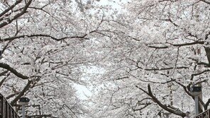 “패딩 입고 벚꽃 보긴 처음”…‘덜덜덜’, 꽃샘추위 속 열린 벚꽃축제