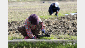 봄나물 캐는 촌로