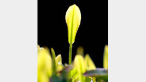 [고양이 눈]추워도 봄이다