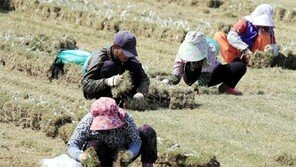 천연잔디 수확작업 분주