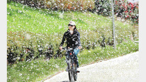 흩날리는 벚꽃을 맞으며 자전거타기
