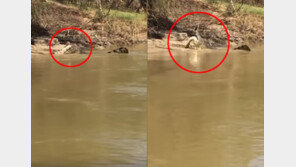 [영상]몸길이 3m 악어 잡아먹는 5m ‘괴물 악어’…‘동족상잔’ 전율