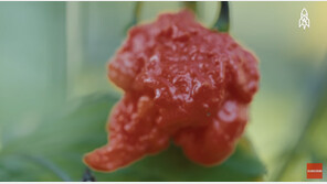 청양고추 보다 400배 매운 고추 먹고 응급실행…심하면 뇌출혈?