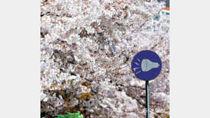 [고양이 눈]봄날은 간다