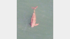 삼천포 앞바다서 세계적 희귀종 핑크 ‘상괭이’ 포착…10여 마리가 떼로?