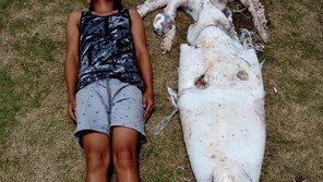 몸길이 2.4m 대왕오징어 발견…전설 속 ‘바다 괴물’ 출현?