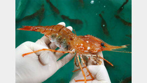 ‘독도 새우’ 종자 12만마리 생산 성공했다