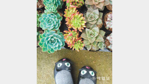 [고양이 눈]네 이름이 뭐니?