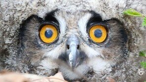 세상 구경하는 새끼 수리부엉이 