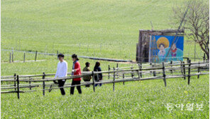 고창 청보리 밭의 싱그러운 봄 물결