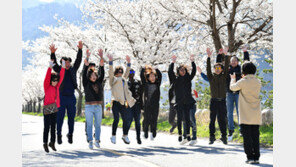 정선 벚꽃길에서 찰칵