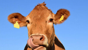 [책의 향기]“조선시대에 지금보다 소고기 많이 먹었다”