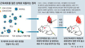 늙고 병든 심장, 젊고 건강한 상태로 바꿀 수 있을까