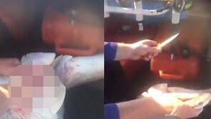 죽은 상어 배가 ‘꿈틀꿈틀’…배 갈라보니 새끼 98마리가 ‘와르르’
