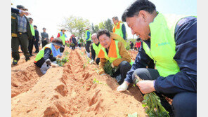 “농촌 일손 돕자” 팔걷은 농협-자원봉사자들