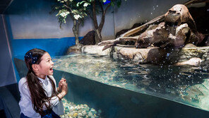 한화 아쿠아플라넷, 오후권 할인 이벤트