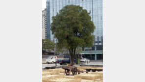 광화문 108세 측백나무 광교로 이사