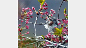 [고양이 눈]잔인한 시간