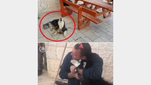 [영상]즐겨보던 ‘TV쇼 주제곡’ 기억한  떠돌이 개, 주인과 극적 상봉