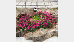 [고양이 눈]고목이 신록에게